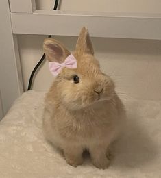 a small brown rabbit with a pink bow on its head sitting on a white blanket