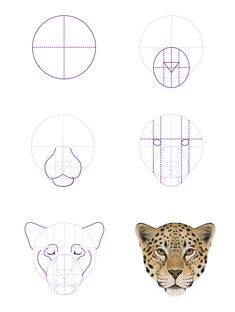 how to draw a leopard's face in 3 easy steps step by step instructions