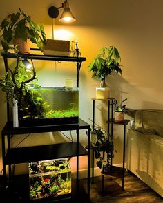 a living room filled with lots of plants and a fish tank on top of a shelf