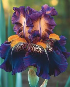 a purple and yellow iris flower with green leaves