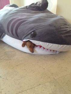 a dog laying on top of a shark pillow with a thought bubble above it that says think one of my canines is getting loose