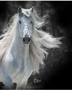 a white horse with long hair running in the dark