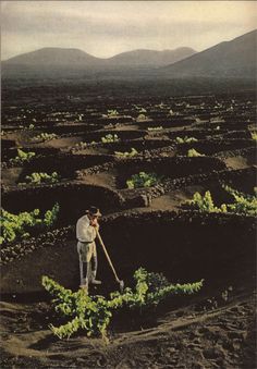 a man is standing in the middle of a field holding a stick and digging for crops