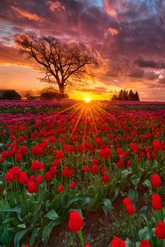 a field full of red flowers with the sun setting in the sky behind it and trees