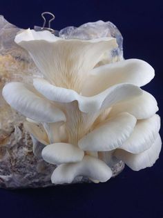 a cluster of white mushrooms sitting on top of a rock