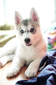 a husky puppy laying on top of a wooden floor