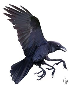 a drawing of a black bird with its wings spread