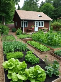 a garden with lots of green plants in it