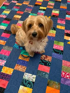 a small dog sitting on top of a blue quilt