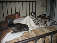 a man laying in bed with three dogs