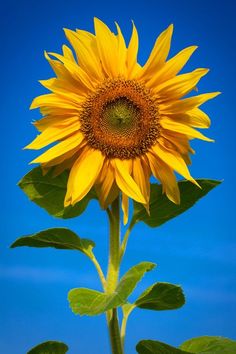 a large yellow sunflower in front of a blue sky