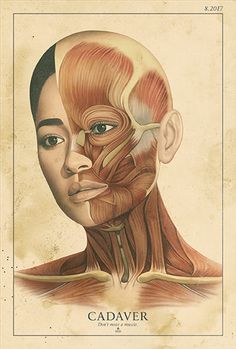 Cadaver by Akiko Stehrenberger Facial Muscles Anatomy, Eye Facial, Medical Drawings, Face Anatomy, Human Body Art, Human Body Anatomy, Dental Art, Buddha Painting, Ganesha Painting