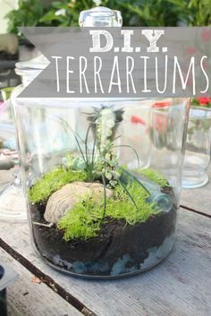 a glass jar filled with moss and dirt on top of a wooden table next to plants