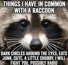 a raccoon with the caption saying things i have in common with a raccoon