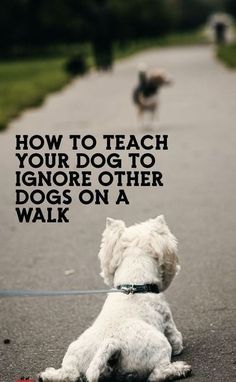 Dog Training Techniques, Food Dog, Dog Info, Pet Ideas, Puppy Stuff, Dog Hacks, Dog Tips