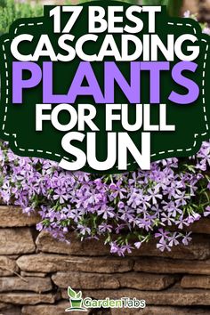 purple flowers in a hanging planter with the words 17 best cascading plants for full sun