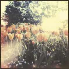 some yellow tulips are growing in the sun