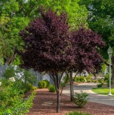 a street with trees and bushes on both sides, in the middle of a residential area