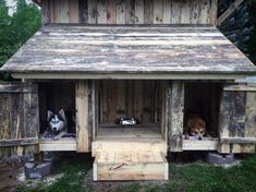 two dogs are sitting in their dog house made out of old wooden boards and planks