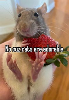 a rat holding a strawberry in it's hand with the caption no cuz rats are adorable