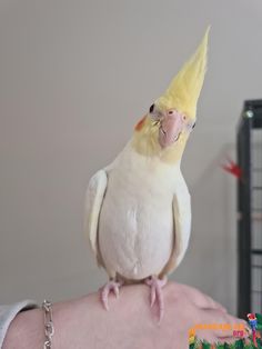 a white and yellow bird sitting on top of someone's arm with a chain around it's neck