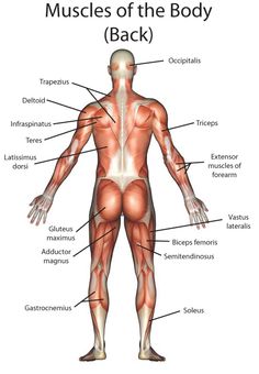 the muscles are labeled in this diagram, and it is important to know what they are