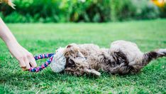 a small dog playing with a toy in the grass