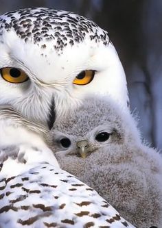 an owl and its baby sitting together in the snow with bright yellow eyes on their faces