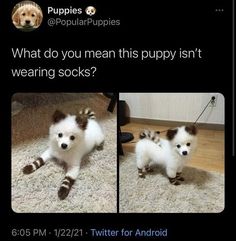 two puppies sitting on top of a carpet next to each other with caption that reads,'what do you mean this puppy isn't wearing socks? '