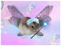 a hamster is sitting in front of bubbles with an angel on it's back