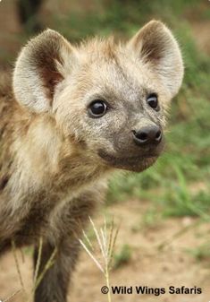 a baby hyena is standing in the grass