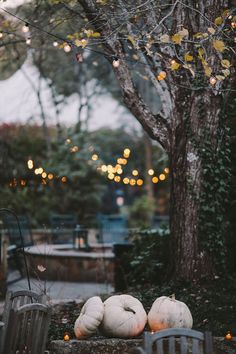 some pumpkins are sitting on the ground in front of a tree with lights hanging from it