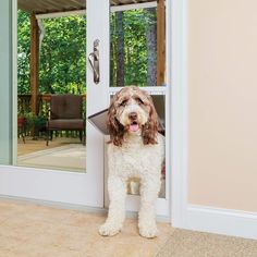 a dog standing in front of a sliding glass door