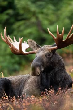 a moose laying in the grass with antlers on its head