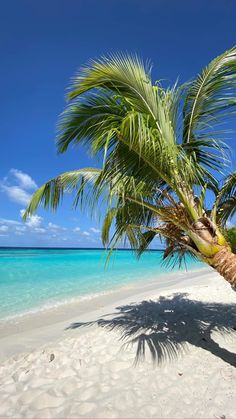 a palm tree on the beach with clear blue water