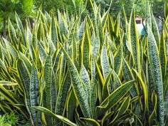 some very pretty green plants in the grass