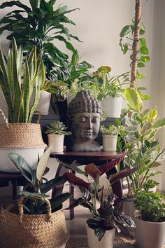 there are many potted plants on the table and one has a buddha head in it