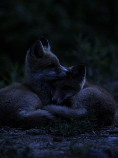 two foxes cuddle together in the dark