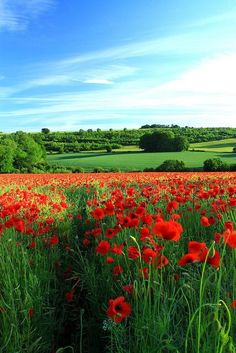 a field full of red flowers with trees in the background and blue skies above it