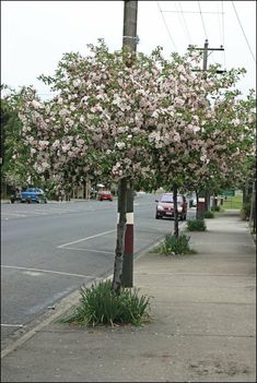 a tree with pink flowers on the side of a road next to a street sign