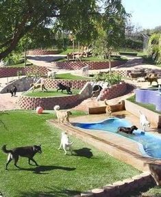 several dogs are playing in the grass near a swimming pool and some water slides