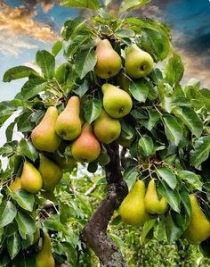 a tree filled with lots of ripe pears on top of it's branches