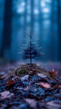 a small pine tree sitting on top of a pile of leaves in the middle of a forest