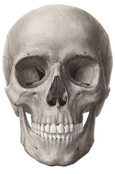 a drawing of a human skull with the lower jaw missing