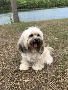 a small white dog sitting on top of dry grass next to a lake with trees in the background