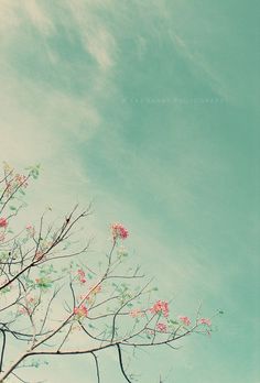 a tree branch with pink flowers against a blue sky