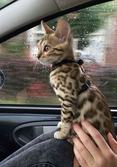 a cat sitting on the driver's seat of a car, being held by someone