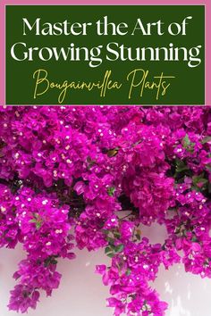 purple flowers with the words, master the art of growing stunning bougaia plants