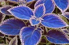 blue and white flowers with green leaves in the background