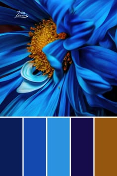 a blue flower with yellow center surrounded by color swatches